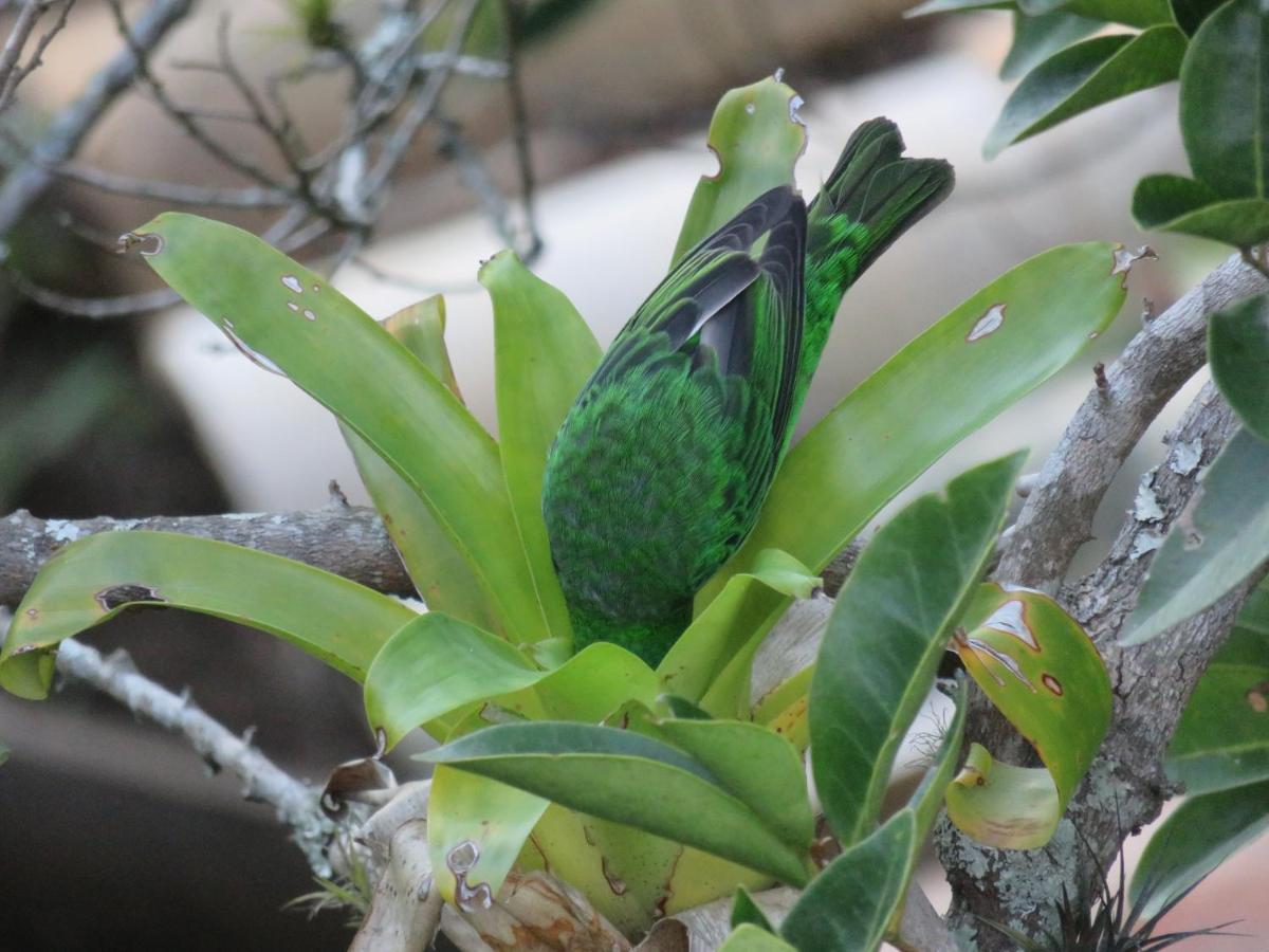 Pousada Biso Finoca Ibiraquera インビトゥバ エクステリア 写真