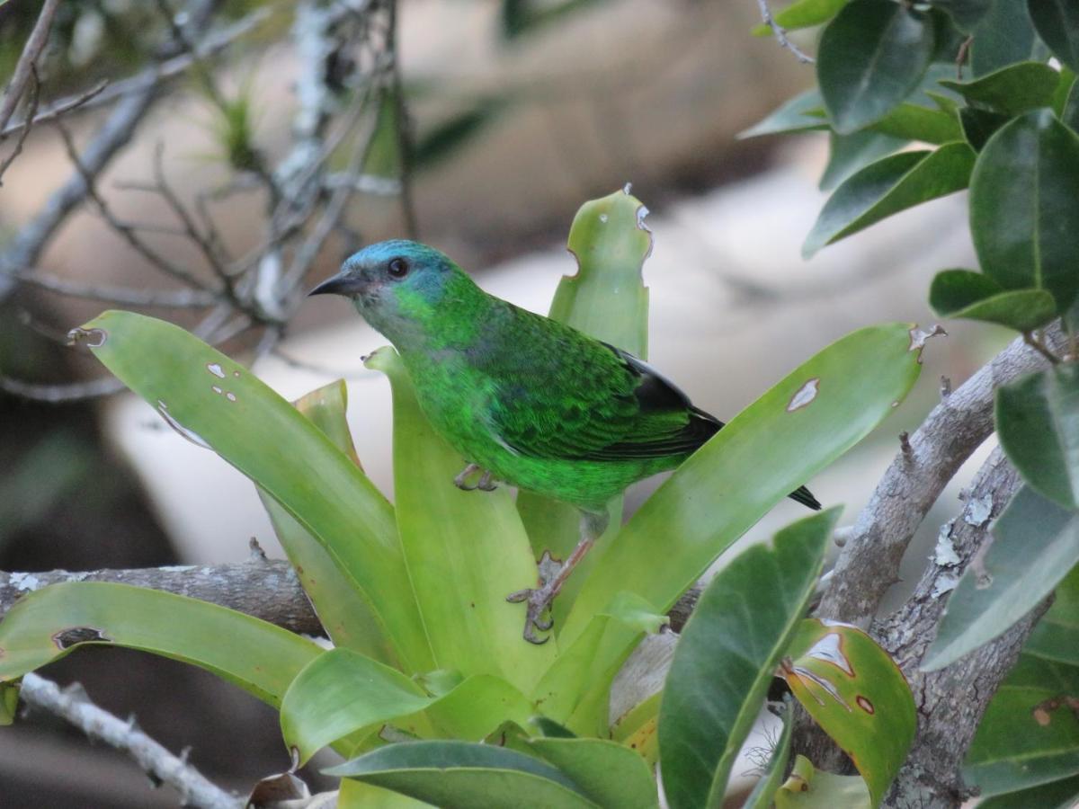 Pousada Biso Finoca Ibiraquera インビトゥバ エクステリア 写真