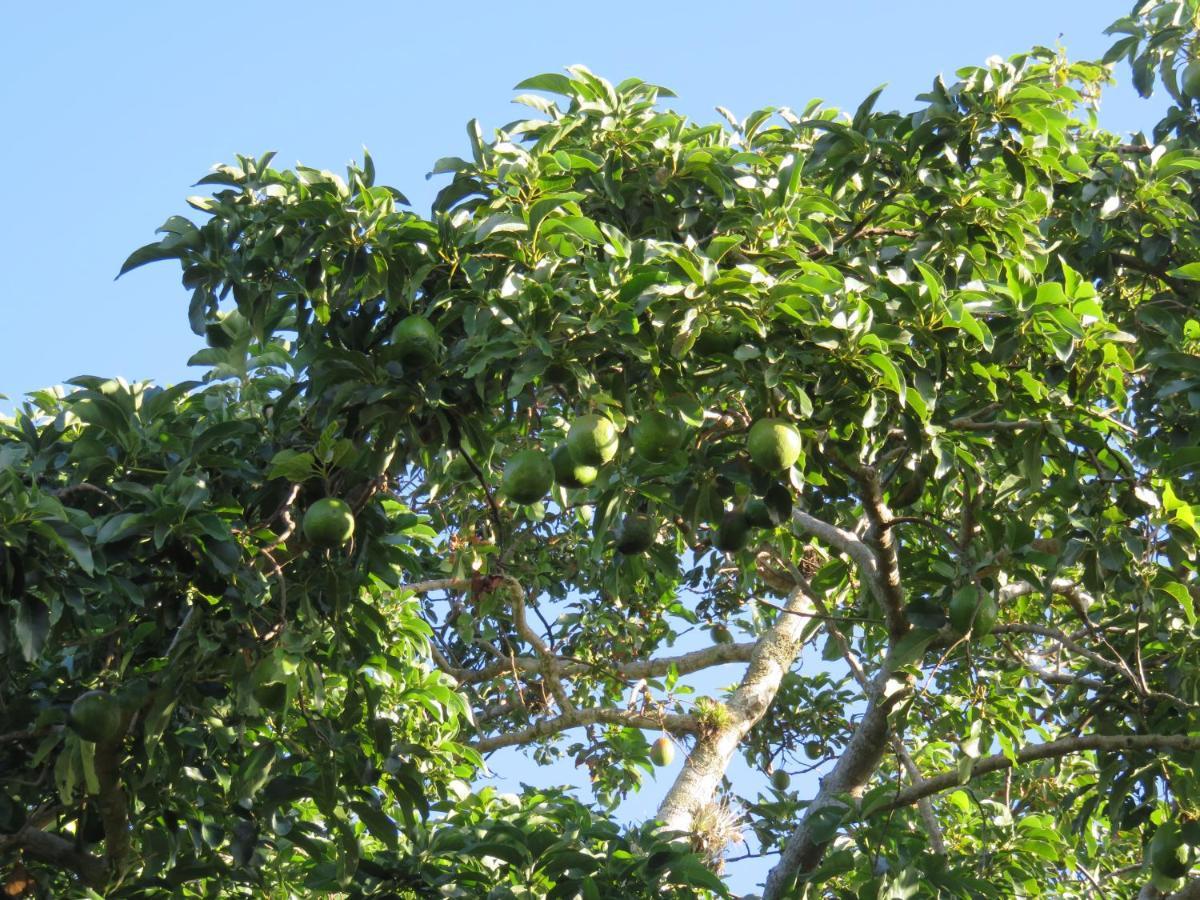 Pousada Biso Finoca Ibiraquera インビトゥバ エクステリア 写真