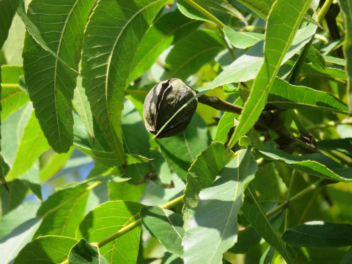 Pousada Biso Finoca Ibiraquera インビトゥバ エクステリア 写真